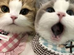 -福苗小骆驼烧烤(中关村店)