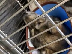 -安安宠医·安宠宠物医院