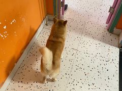 -喜柴咖啡·柴犬狗咖