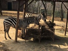 -合肥野生动物园