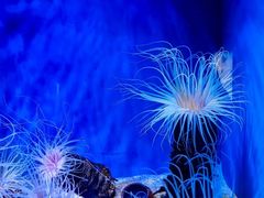 -上海海洋水族馆