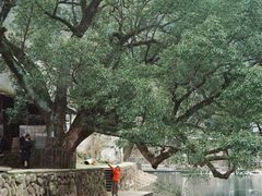 -鹿亭中村