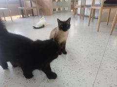 -喵园·猫主题咖啡厅·撸猫·猫咖(国贸店)