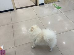 -艾贝尔宠物医院 ·中兽医·宠保定点(北门桥店)