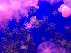 -江和美海洋公园