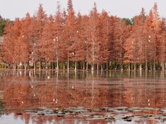 -白鹭湾湿地公园