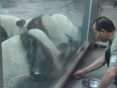 -成都大熊猫繁育研究基地-熊猫厨房