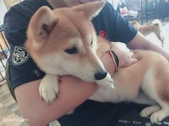 -柴源莊·柴小宠柴犬咖啡
