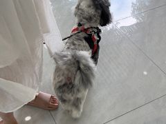 -宠颐生猫科·内科皮肤科(西平世纪城店)