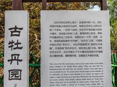 -洛阳市牡丹公园