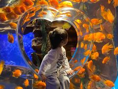 -芜湖新华联大白鲸海洋公园