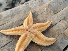 -大熊猫毛肚火锅(烟台万象汇店)