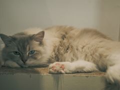 -瞄一喵猫咖(格力海岸店)