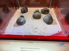 -上海海洋水族馆