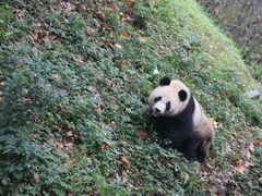 -都江堰中华大熊猫苑
