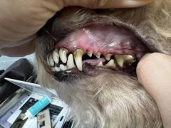 -宠福鑫康馨动物医院·骨科·眼科