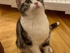 -猫大福·Fortune Cat猫舍(百子湾店)