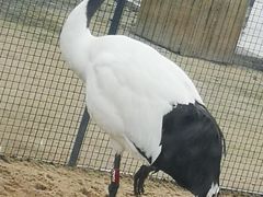 -盐城丹顶鹤湿地生态旅游区