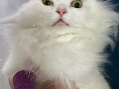 -乐派堂宠物医院·猫友好· 心脏科(东街店)