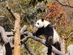 -卧龙中华大熊猫苑神树坪基地