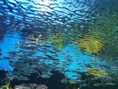 -华夏文旅海洋公园