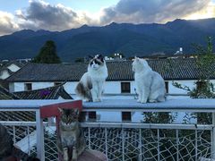 -喵屿·大理花园猫咖