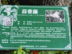 -广西壮族自治区药用植物园
