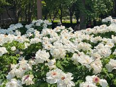 -洛阳市隋唐城遗址植物园