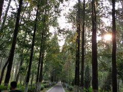 -合肥滨湖国家森林公园