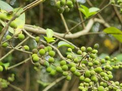 -西湖风景区-江洋畈生态公园