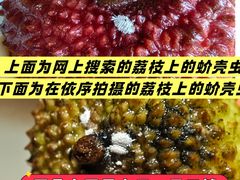 -一绪に寿喜烧自助(世茂广场店)