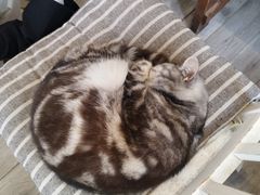-海边的猫和咖啡馆