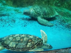 -广东惠东海龟国家级自然保护区