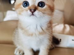 -关爱宠物医院·猫科中心·消化科(滨湖万达分院)