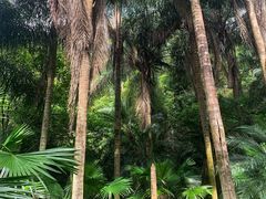 -深圳仙湖植物园