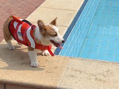 -趣玩宠物乐园寄养训犬训狗游泳池