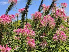 -春花秋色城市公园