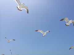 -海驴岛(荣成市)