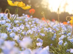 -上海滨江森林公园