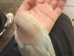 -吉丁鸟咖·异宠·寄养
