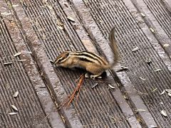 -莫尔道嘎国家森林公园