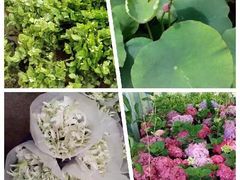 -三圣花乡旅游区