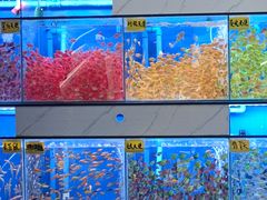 -青石桥花鸟鱼虫市场(叠翠城店)