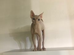 -极木²邸 人与宠物·互动社区