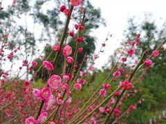 -川南大草原
