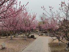 -石家庄市植物园