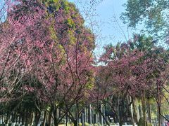 -温江公园