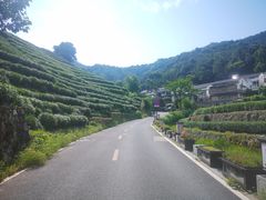 -龙井村