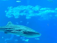 -珠海长隆海洋王国