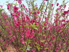 -南国桃园旅游度假区